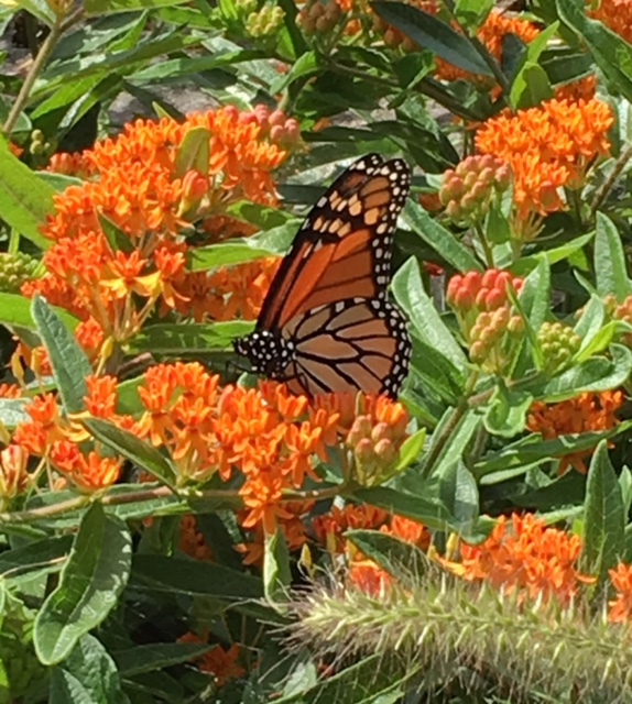 East Wharf butterfly