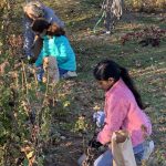 Girl Scouts visited the Bauer Farm Garden to learn about garden maintenance and to plant Garlic and Daffodil Bulbs.